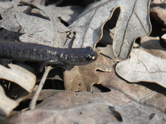 Batrachoseps
