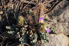 Acanthopsis dispermoides
