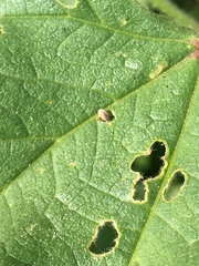 Malvapion malvae