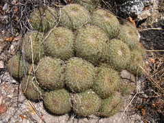 Coryphantha recurvata recurvata