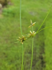 Cyperus flavescens image
