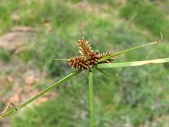 Cyperus welwitschii