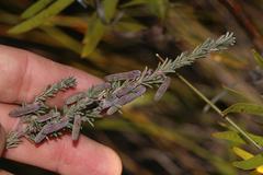 Indigofera flabellata