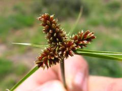 Cyperus welwitschii