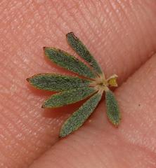 Indigofera flabellata