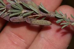 Indigofera flabellata