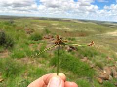 Cyperus welwitschii