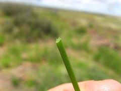 Cyperus welwitschii