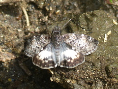 Chiomara