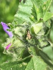 Malvapion malvae