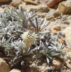 Helichrysum altigenum