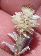 Helichrysum altigenum