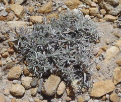 Helichrysum altigenum