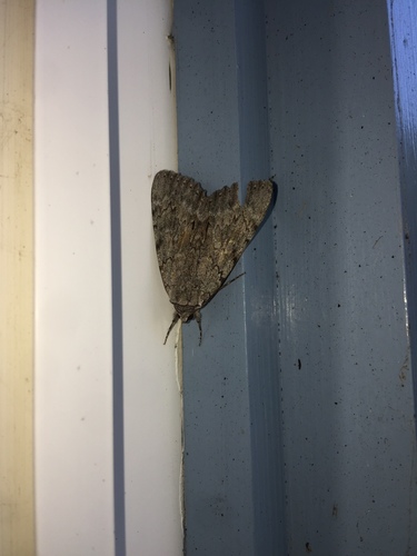 Habilis Underwing photo 4