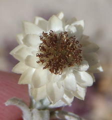 Helichrysum altigenum