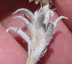 Helichrysum altigenum