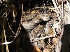 Crotalus pricei