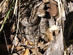 Crotalus pricei