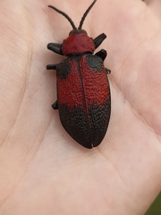 Coraliomela aeneoplagiata