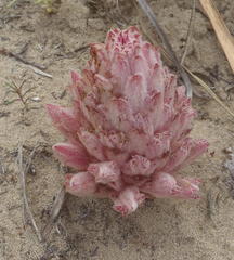 Hyobanche robusta