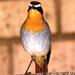 Southern Cape Robin-Chat - Photo (c) riana60, some rights reserved (CC BY-NC), uploaded by riana60