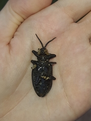 Coraliomela aeneoplagiata