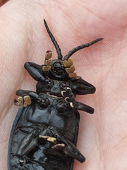 Coraliomela aeneoplagiata