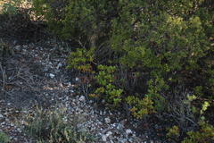 Crassula cultrata