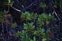 Crassula cultrata