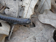 Batrachoseps