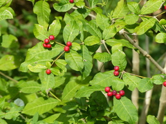 Rauvolfia ligustrina