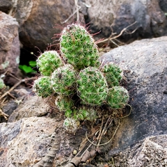 Mammillaria mazatlanensis