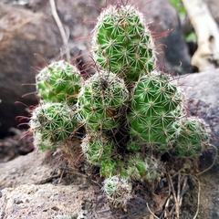 Mammillaria mazatlanensis