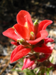 Castilleja nelsonii