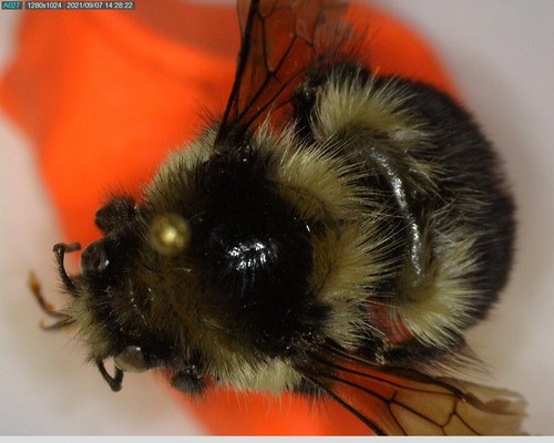 iNaturalist observation photo of Black-tailed Bumble Bee
