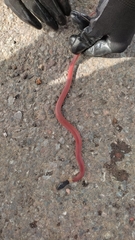 Coniophanes melanocephalus