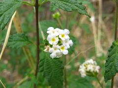 Lantana dinteri
