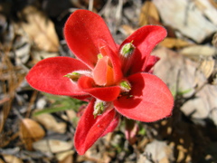 Castilleja nelsonii