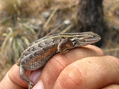 Sceloporus slevini