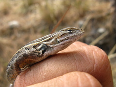 Sceloporus slevini
