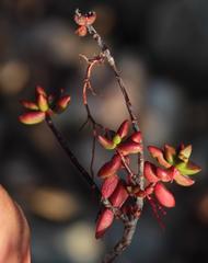 Crassula subaphylla