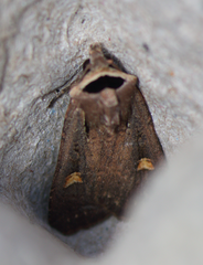 Adelphagrotis indeterminata