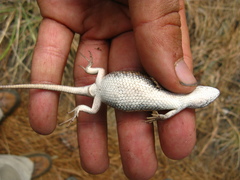 Sceloporus slevini