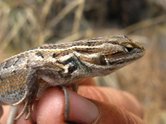 Sceloporus slevini