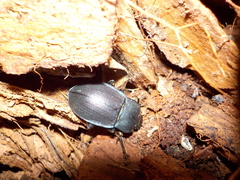 Mimopeus opaculus