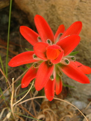 Castilleja lanata