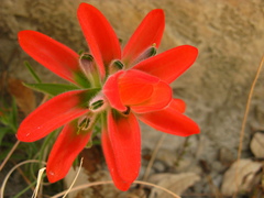 Castilleja lanata