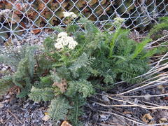Achillea millefolium