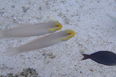 Valenciennea strigata