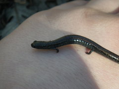 Batrachoseps